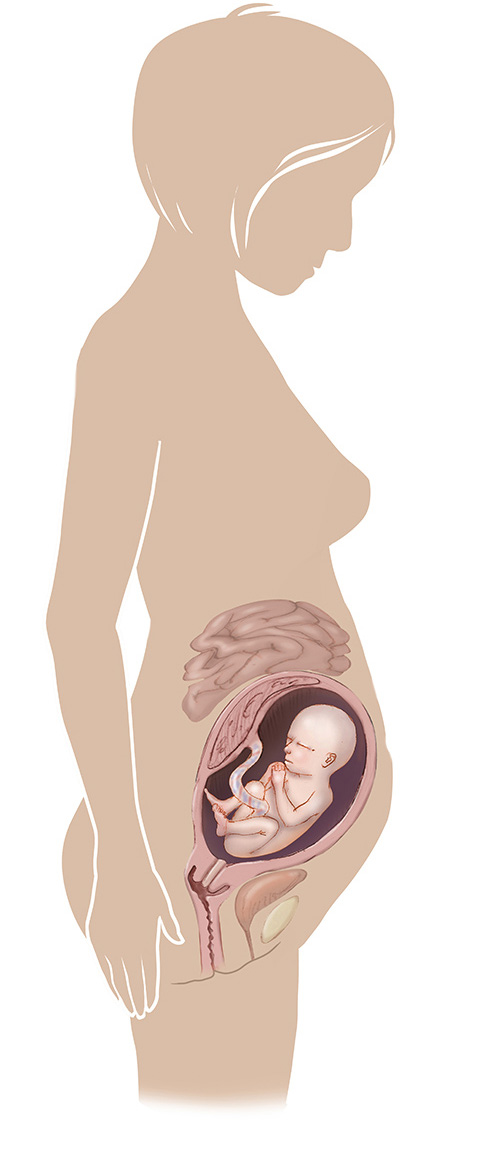 Image of 25 week old pregnant women