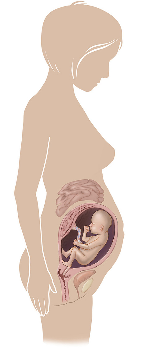 Image of 28 week old pregnant women